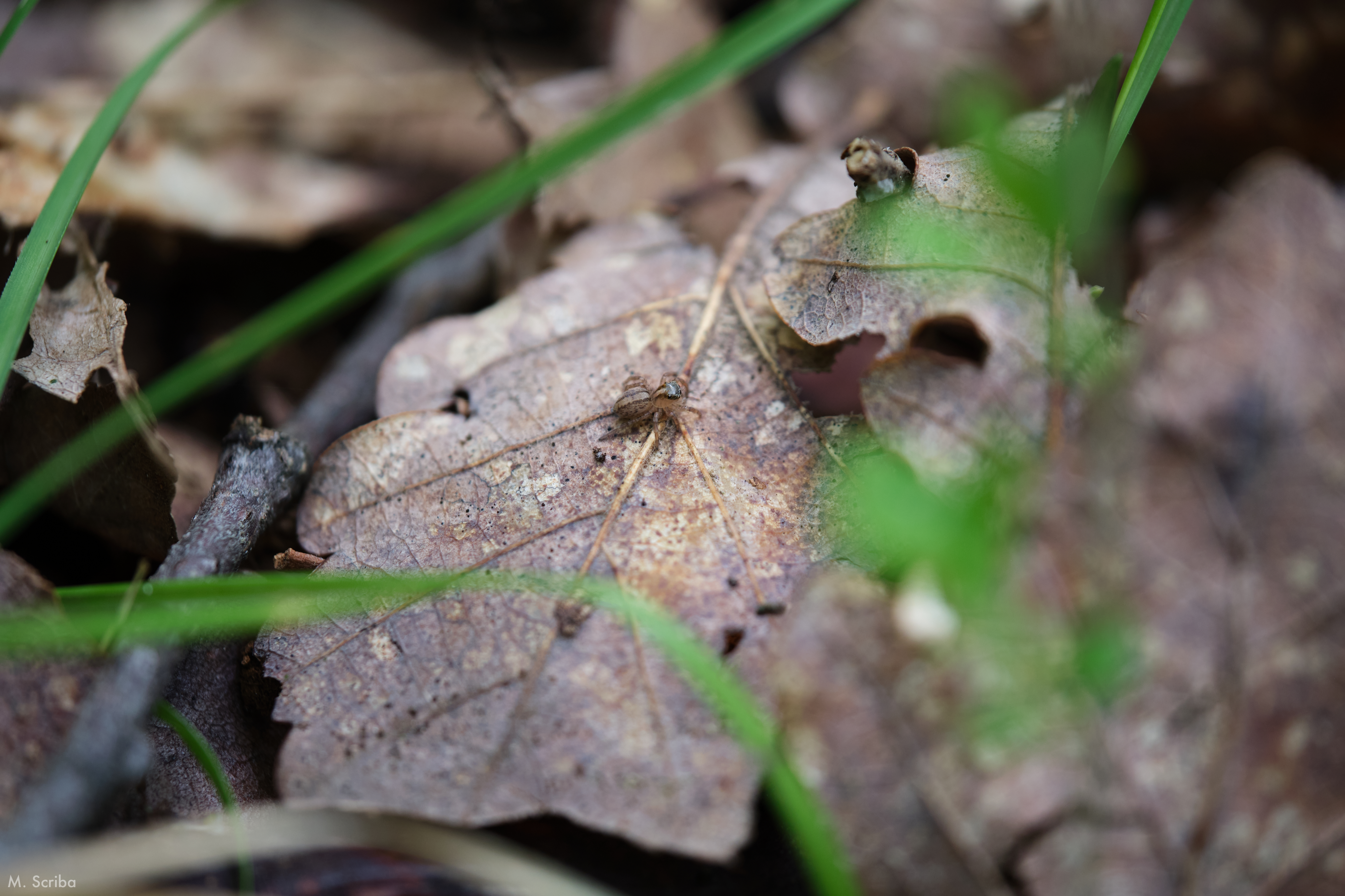 Saitis barbipes juvenile on a leaf
